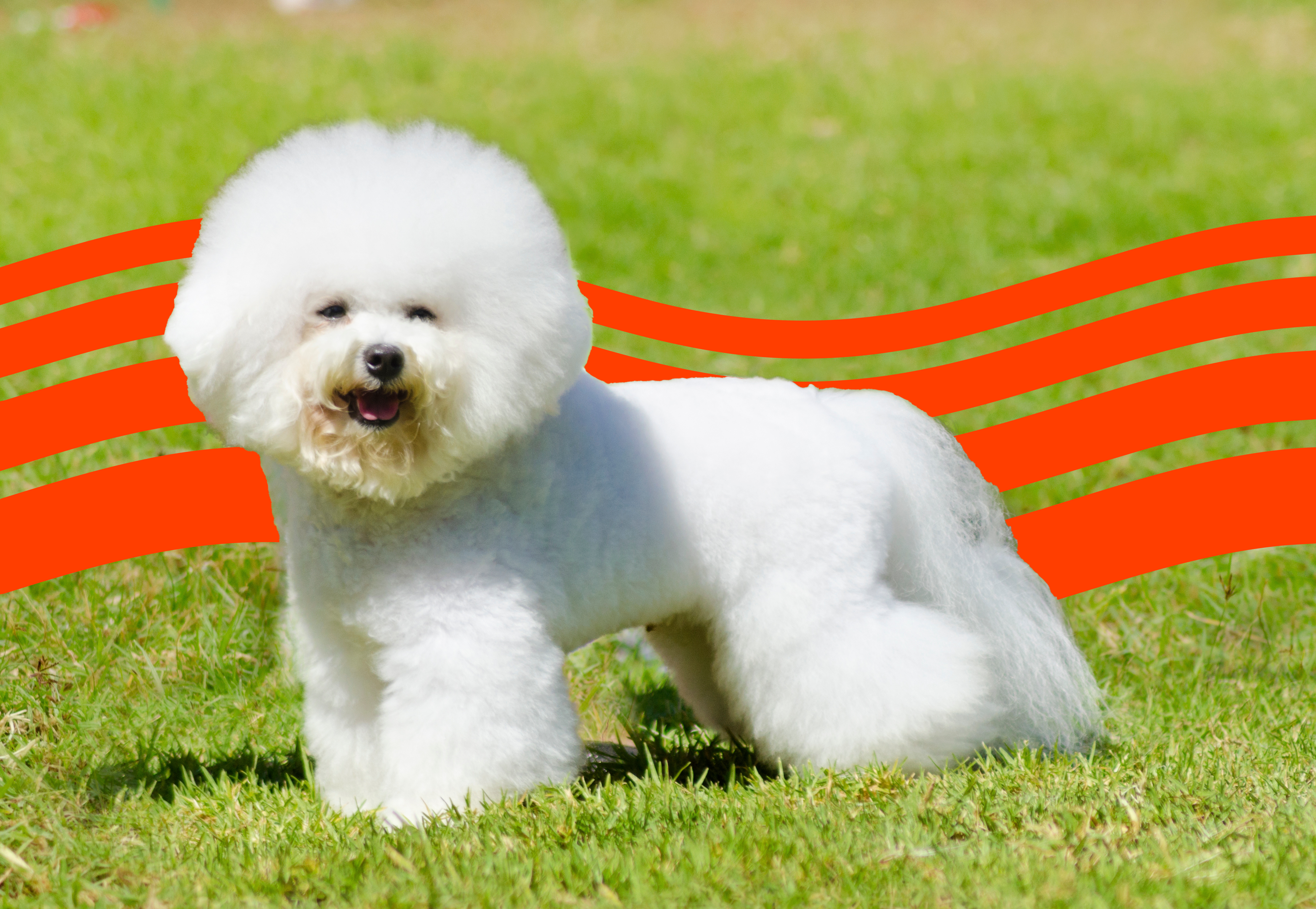 bichon dog price