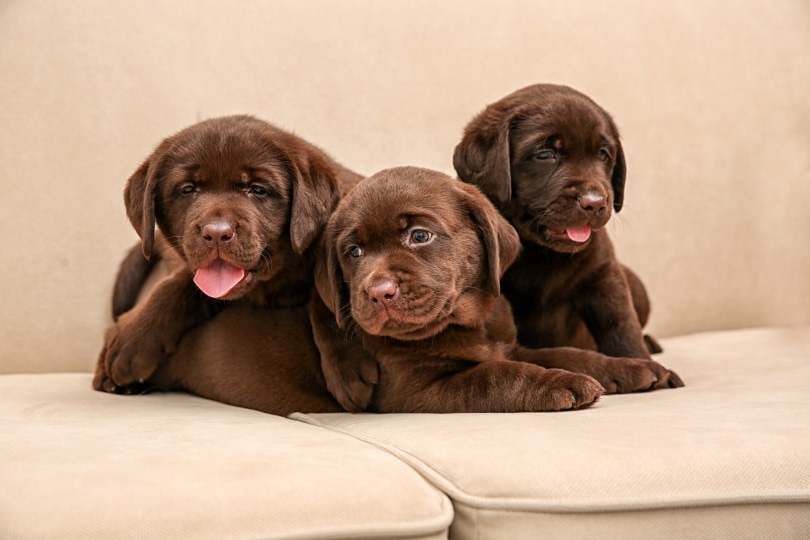 lab puppies for sale in central illinois
