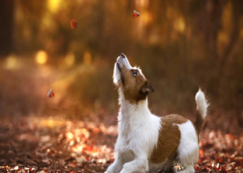 jack russell breeders california