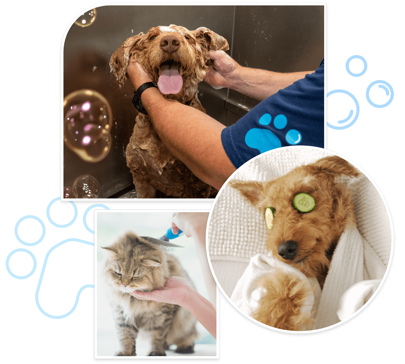 dog groomer newport
