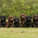 lab puppies near me under $500