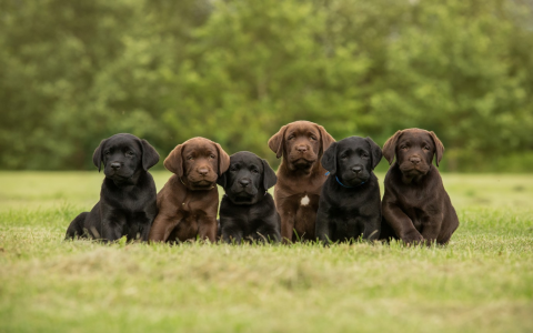 lab puppies near me under $500