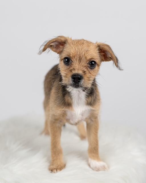 maltipoo chihuahua mix for sale