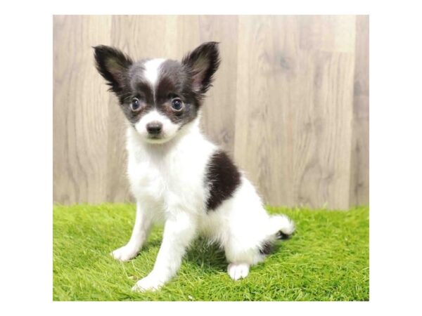 chihuahua puppies for sale st louis