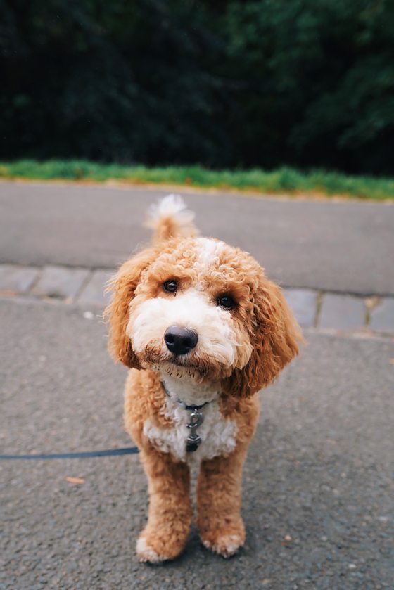 bichon frise cockapoo mix