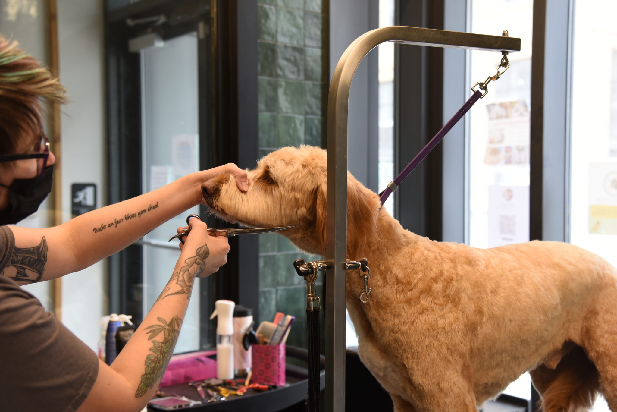 goldendoodle groomer