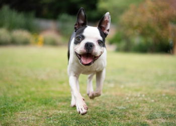 boston terrier illinois