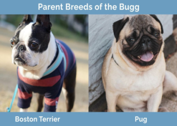 pug and boston terrier mix