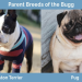 pug and boston terrier mix