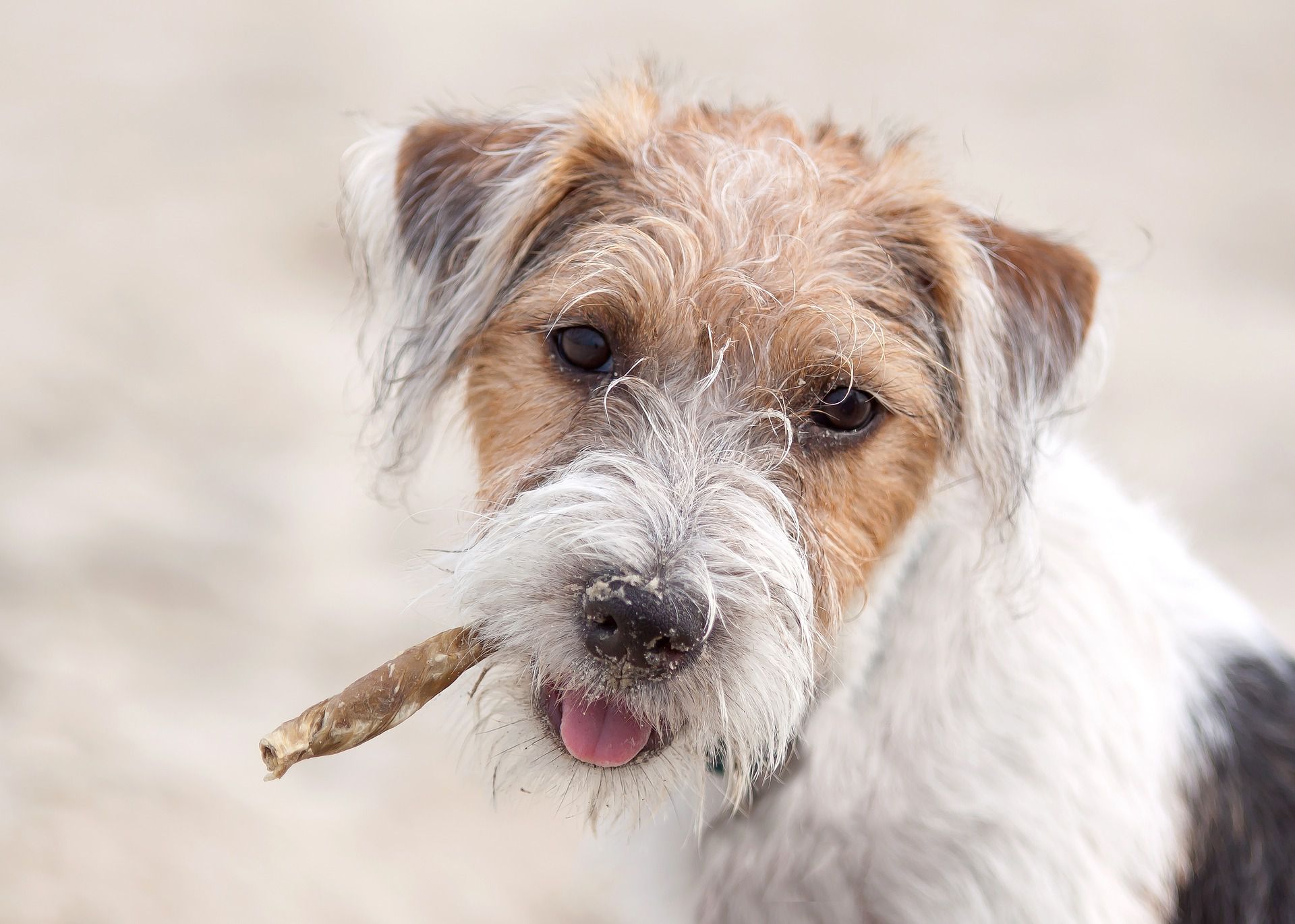 medium scruffy dog breeds