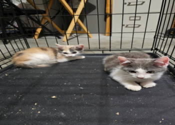 best animal shelters