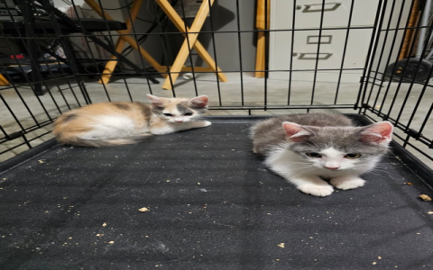 best animal shelters