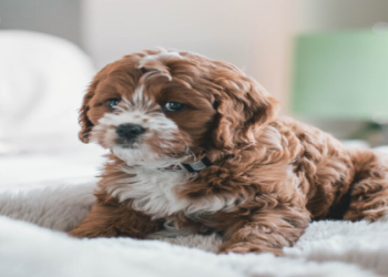 where can i list my puppies for sale