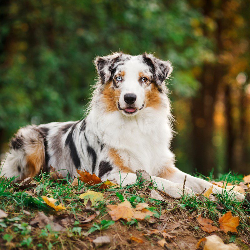 australian shepherd arizona