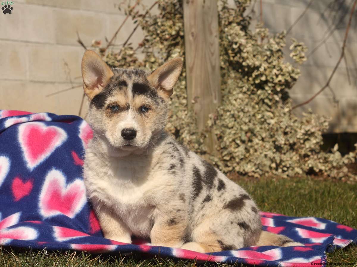 husky corgi mix puppy for sale