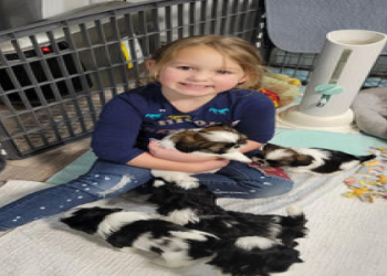 shih tzu breeders in illinois