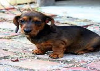 dachshund puppies in indiana