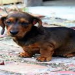 dachshund puppies in indiana