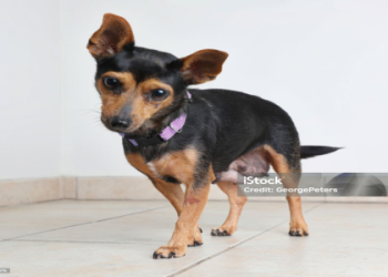 aussie chihuahua mix