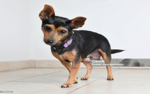 aussie chihuahua mix