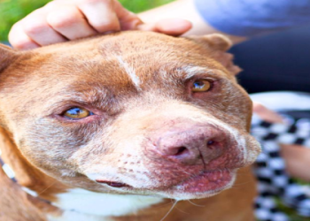 small breed rescue & adoption network