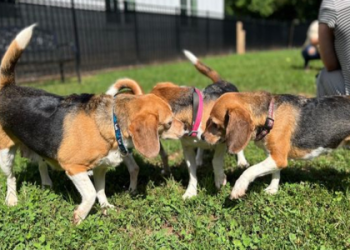 rescued beagles