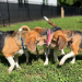 rescued beagles