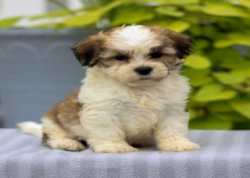 small breed puppy for sale