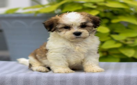 small breed puppy for sale
