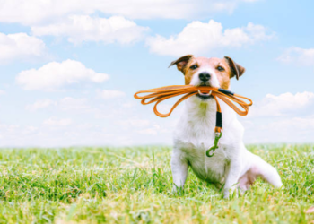 who to call to pick up a dog