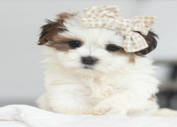 puppies for sale in ohio under $400