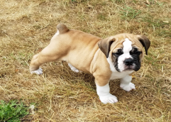 english bulldog puppies nj