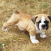 english bulldog puppies nj