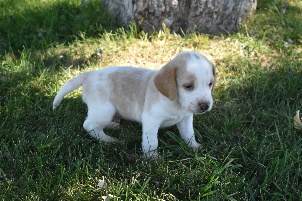 lemon beagle puppy for sale