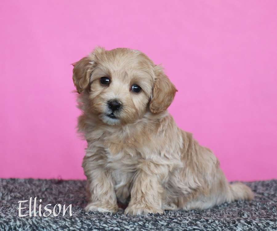 maltipoo puppies in pa