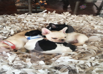 find a pet store near me