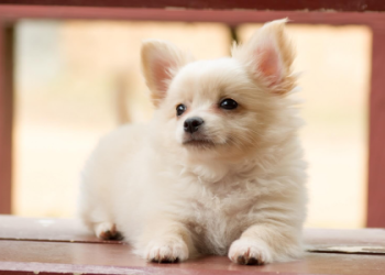 bichon chihuahua