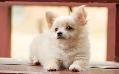 bichon chihuahua