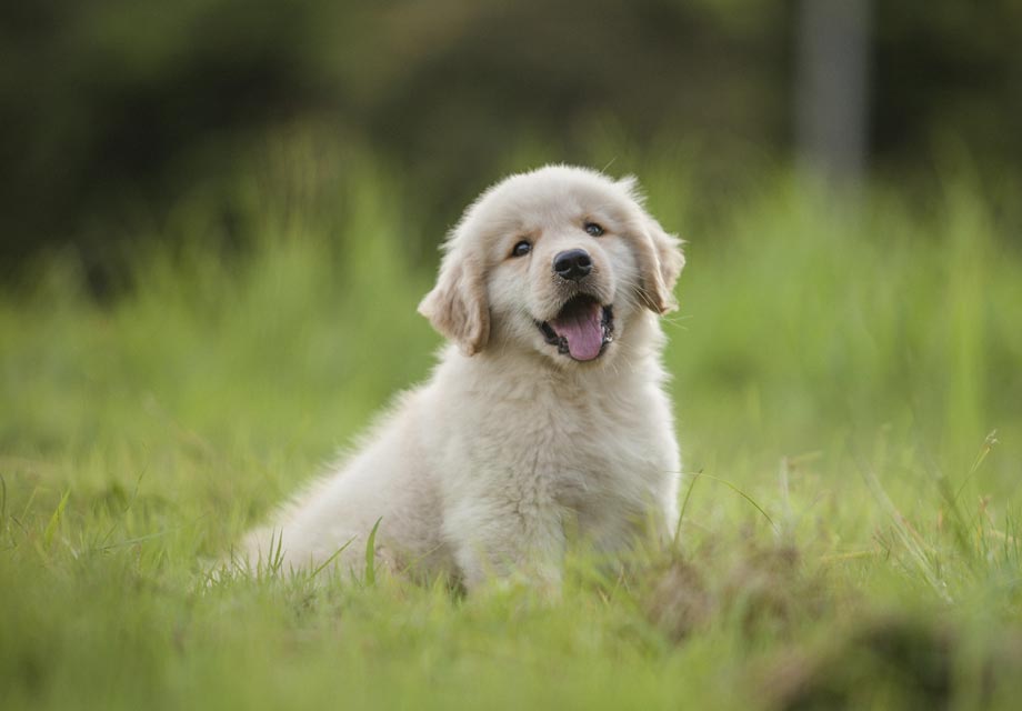 golden retriever puppies for sale nj