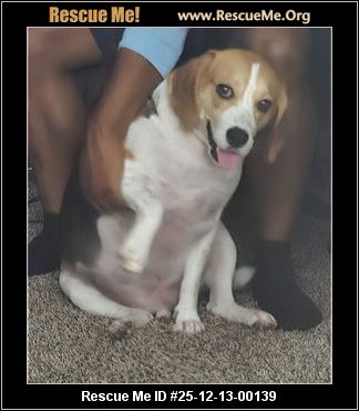 beagle rescue sc