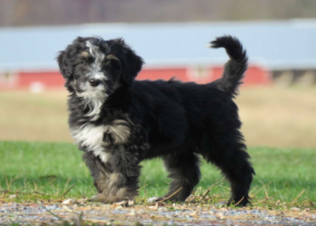 bernedoodle puppies florida