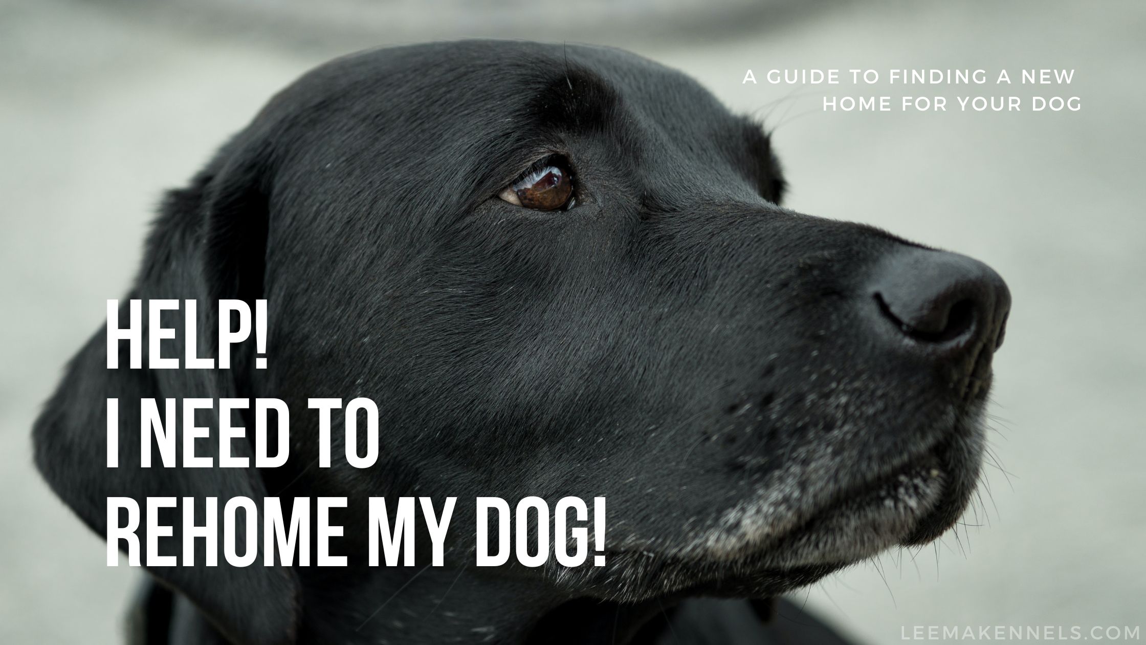how to find a home for your dog