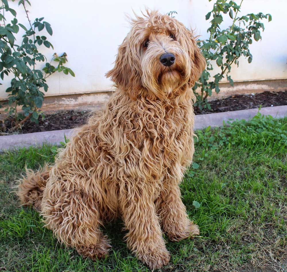 mini labradoodles rescue near me