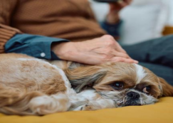 best shih tzu puppy food