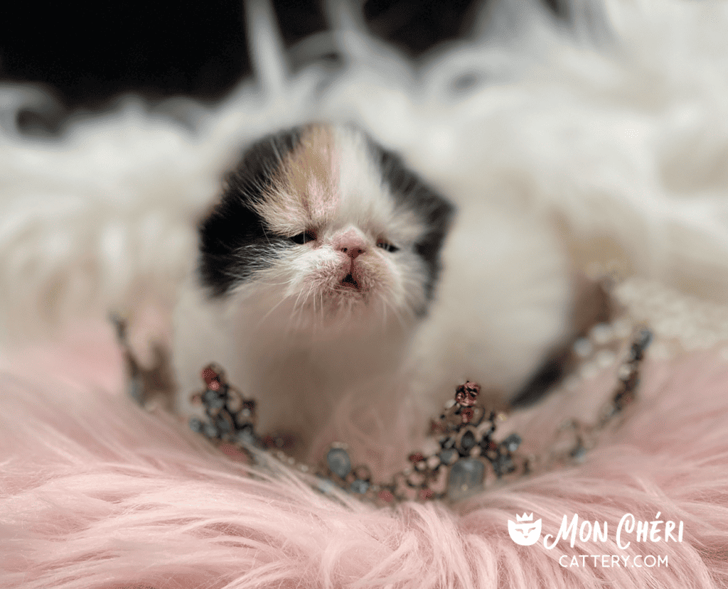 cats on sale near me