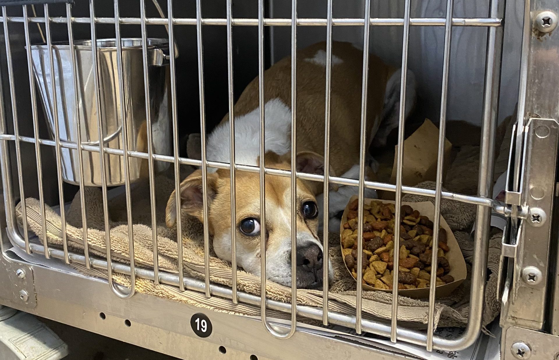 no kill shelters around me