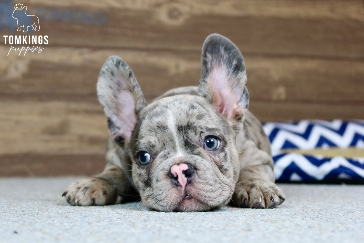 french bulldog puppies new england