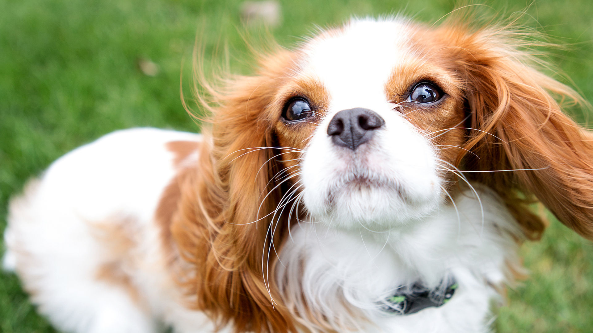 best small breed dogs for seniors