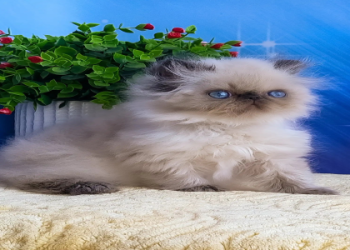 kitten store near me