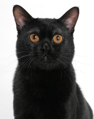 bombay cat health problems